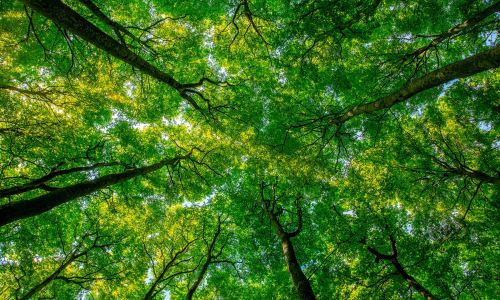 jafep-middle-east-ecological-paints